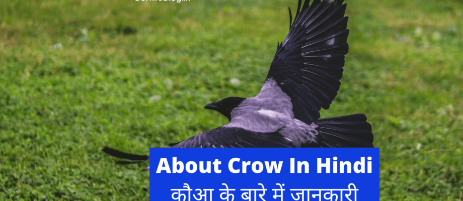 About Crow In Hindi