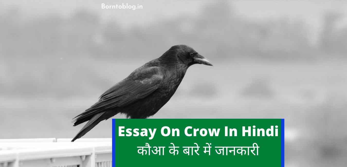 About Crow In Hindi